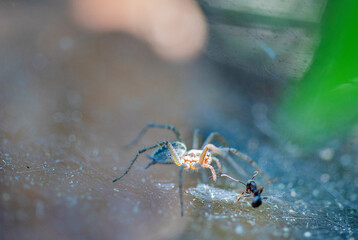 araña 