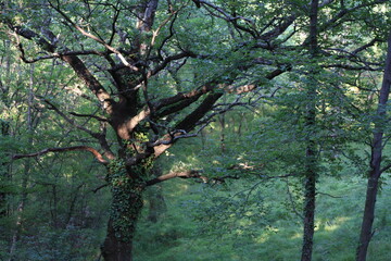 Tree with many branches, green leaves