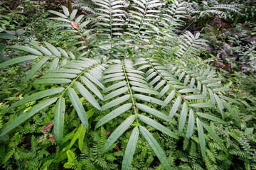 fern leaf in the forest