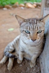 In selective focus a cute tabby cat with moody face  sitting on a ground floor 