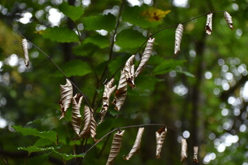 The bell-like wrapped up autumn leaves on the branches of the tree in Sapporo Japan