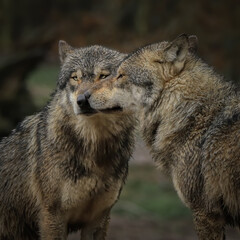 Naklejka na ściany i meble Couple de loups gris