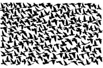 Flying birds silhouettes on white background. Vector illustration. isolated bird flying. tattoo design..