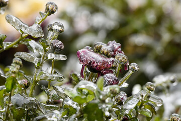 Frozen flowers. Chrysanthemum flowers covered with ice after freezing rain falls in Kyiv, Ukraine....