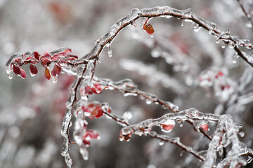 Frozen barberry berries. Ice covered barberry bush after freezing rain falls in Kyiv, Ukraine. December 2020