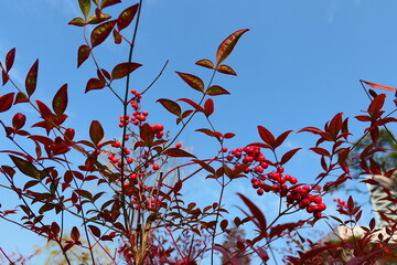 Late autumn park landscape