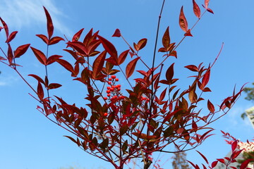 Late autumn park landscape