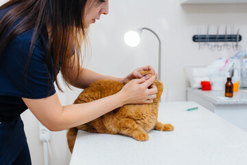 In a modern veterinary clinic, a thoroughbred cat is examined and treated on the table. Veterinary clinic