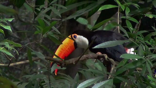 The toco toucan (Ramphastos toco) : the largest species of toucan. South America birds. Also known as Giant toucan.