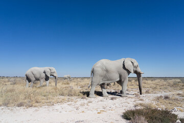 Obraz na płótnie Canvas elephants in the wild