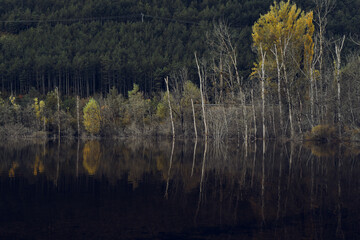 Trees reflected in the water of a lake. Irati forest in autumn