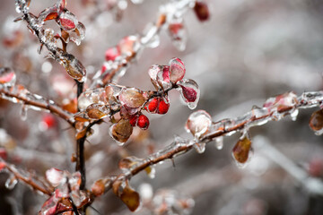 Frozen barberry berries. Ice covered barberry bush after freezing rain falls in Kyiv, Ukraine. December 2020