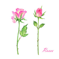  Beautiful illustration of roses with foliage drawn on paper with paints