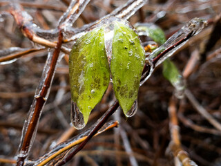 Frozen green leaves. Green leaves covered with ice after freezing rain falls in Kyiv, Ukraine. December 2020