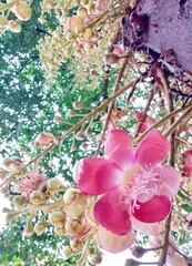 Pink Sala flowers are blooming in the morning of the rainy season in Thailand and are pollinated by water droplets.  Saw and felt fresh and comfortable