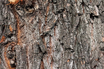 brown and gray bark of an old tree in an autumn fall park.