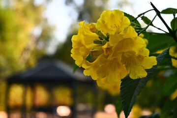 Yellow flower