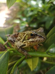 Portrait of a Common Frog - Rana temporaria
