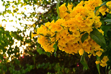 Yellow flower
