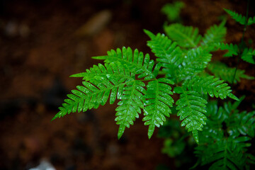 Eagle Fern Leaves With Water Drops, High quality photography, Macro photography, Blur background, Beautiful photography of Eagle Fern Leaves