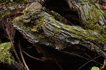 The interesting composition of the old woods on the ground in Sapporo Japan