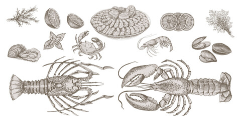 Set of sea food elements. Lobster, shrimp, crab and oysters. Sketch in vintage style for sea food restaurant menu design.