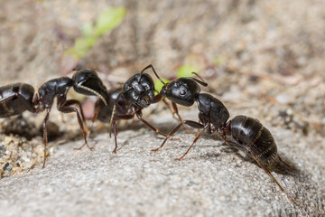 Black ants macro photo