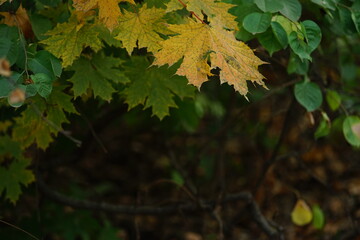 Maple tree with yellow and green leaves and other trees in the autumn forest