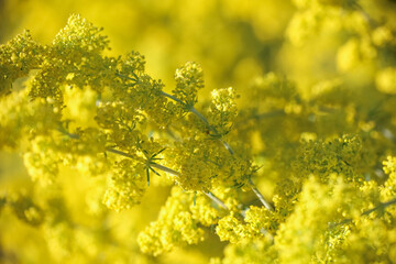 Galium verum