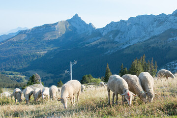 Fototapeta premium brebis dans le vercors