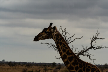 Kruger National Park