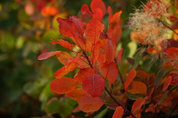 Vivid red leaves on a tree branch close-up. Blurred green background with trees in forest