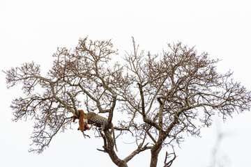 Kruger National Park