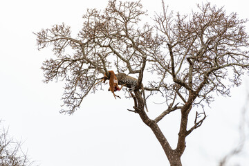 Kruger National Park
