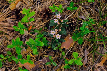 forest flowers