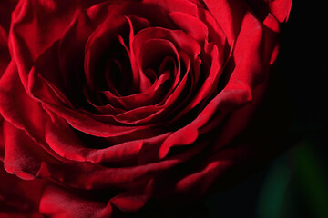 Red rose valentine day closeup macro design, romantic floral concept in dark moody style with copy space, close-up, macro, happy valentine's day postcard