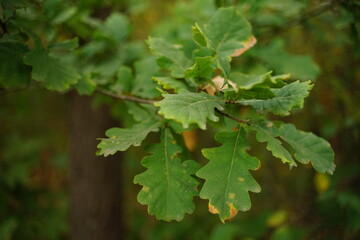Oak tree with green leaves growing in autumn forest closeup.