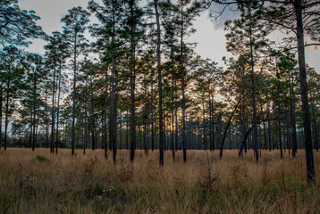 Obraz premium Beautiful Sunlight Through a Pine Forest in Florida