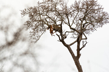 Kruger National Park