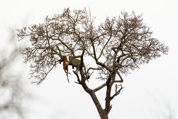 Kruger National Park
