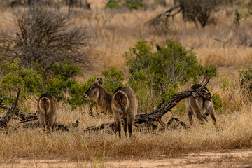 Kruger National Park