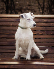 A white Terrier dog is sitting on a bench. Image with selective focus and toning. Image with noise effects. Focus on the dog's eyes.

