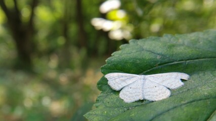 a white butterfly sitting on a green leaf. Pieris brassicae insect in spring season
