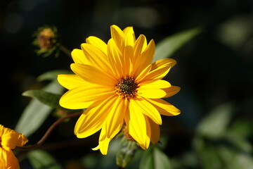 blühender Gelber Sonnenhut, Blumen, Deutschland