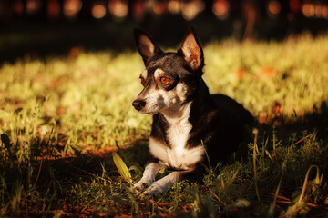 A small black dog is lying on the grass. Image with selective focus and toning. Image with noise effects. Focus on the dog's eyes.