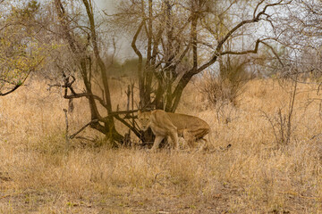 Kruger National Park