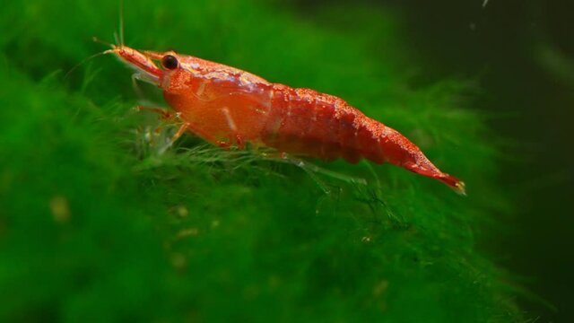 Shrimp in freshwater aquarium. Neocaridina davidi or Rili shrimp.