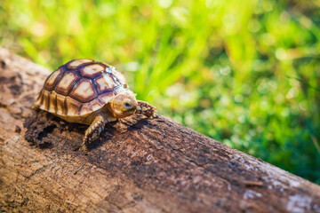The turtle Sukata walks on a fallen tree.