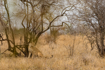 Obraz na płótnie Canvas Kruger National Park