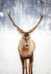 noble deer male in winter snow